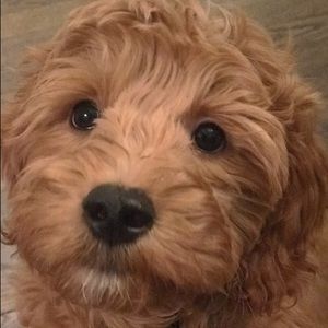 Meet your Posher, Joelle